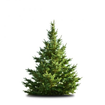 Juletræ 175 cm -200 cm