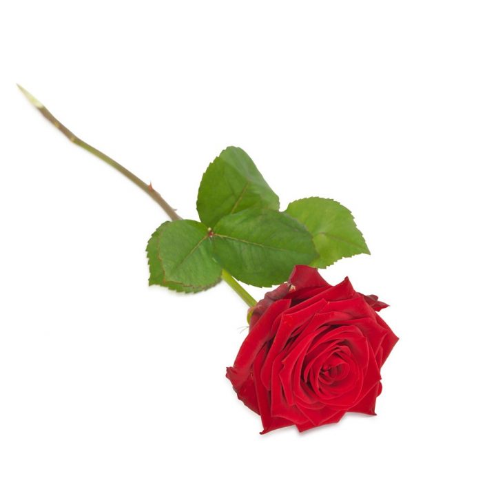 kasteroser, eller også kaldet ligge roser til at ligge på kisten når man tager afsked.